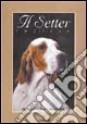 setter inglese Esclusivo